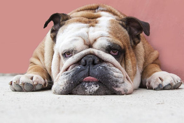 Lazy Dog Breeds: 11 Pups With Laid-Back Personalities