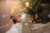 How to Keep Your Dog Away from the Christmas Tree