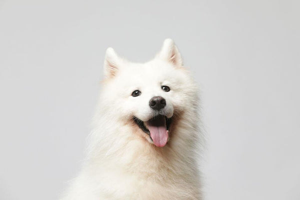 7 White Fluffy Dog Breeds to Snuggle and Cuddle