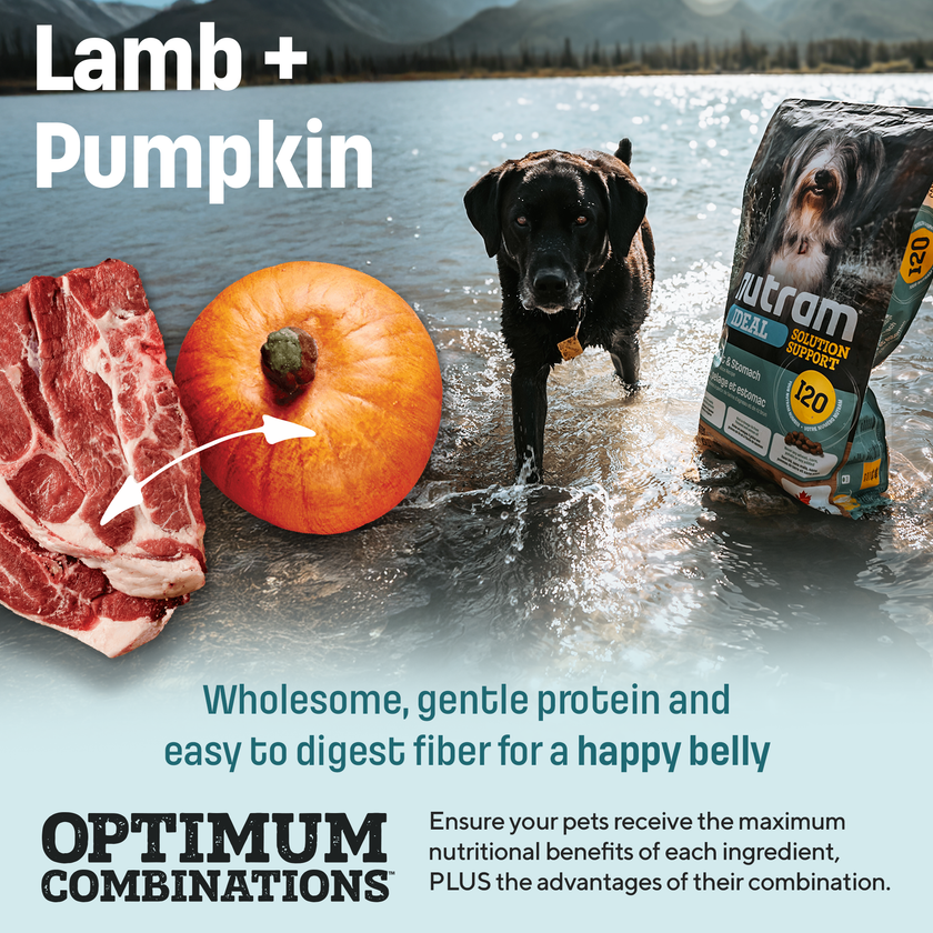 I20 Nutram Ideal Solution Support Skin, Coat & Stomach