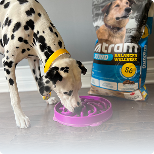 Tailored for Every Pet