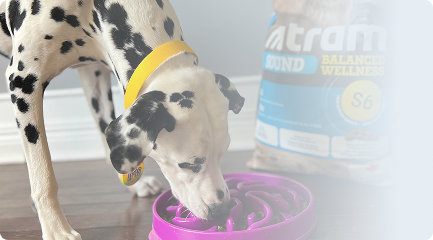 Tailored for Every Pet