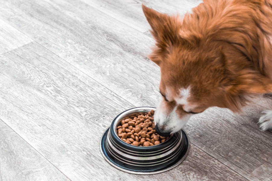Because Your Pets Deserve Canada’s Cleanest Kibble