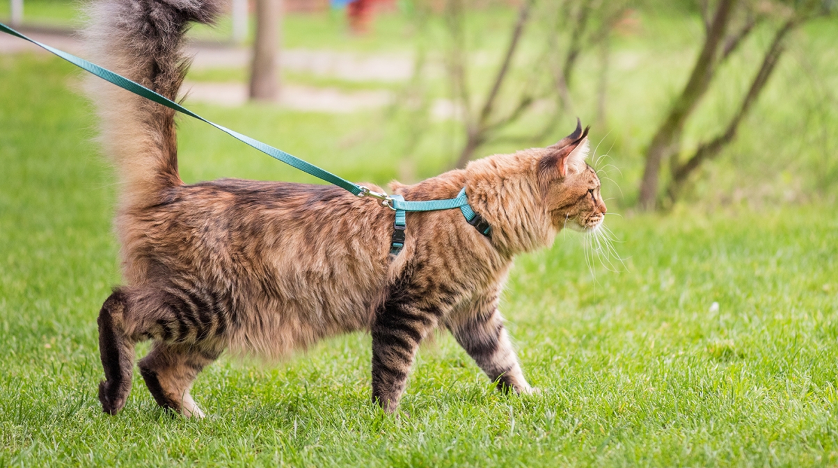 cat yard leash